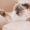 Top 10 des races de chats les plus affectueuses et faciles à vivre