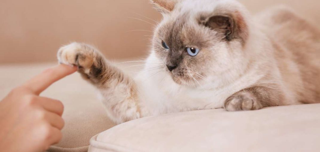 Top 10 des races de chats les plus affectueuses et faciles à vivre