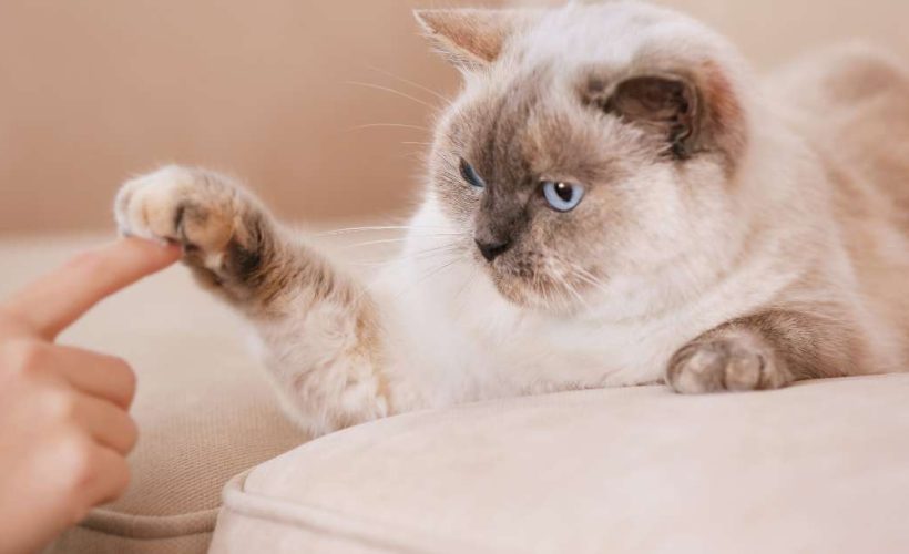 Top 10 des races de chats les plus affectueuses et faciles à vivre