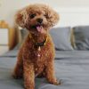 Les 6 meilleurs gadgets pour chien pour vous simplifier la vie