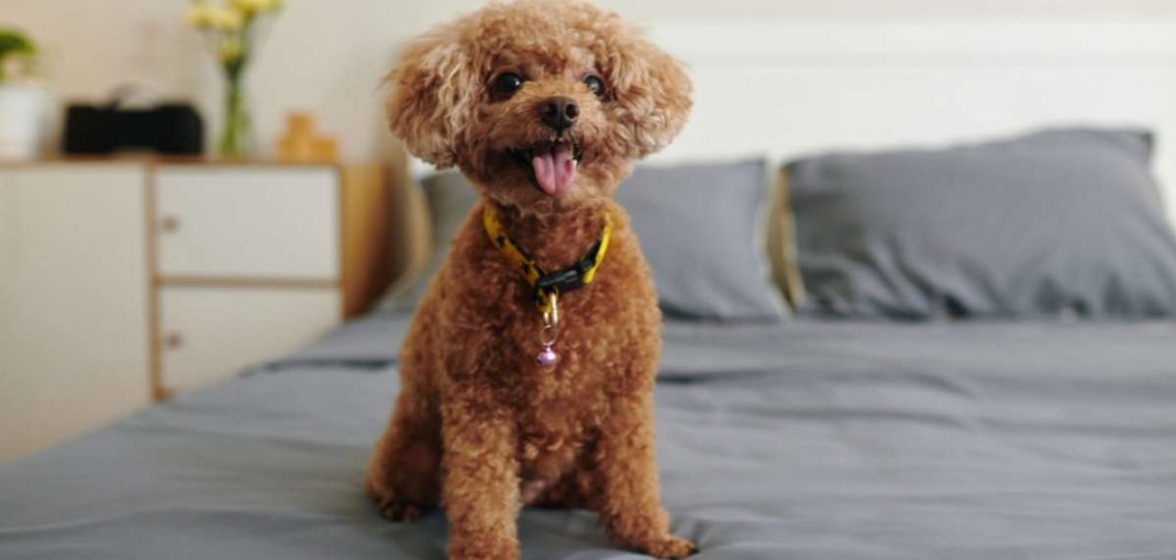 Les 6 meilleurs gadgets pour chien pour vous simplifier la vie