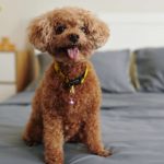 Les 6 meilleurs gadgets pour chien pour vous simplifier la vie
