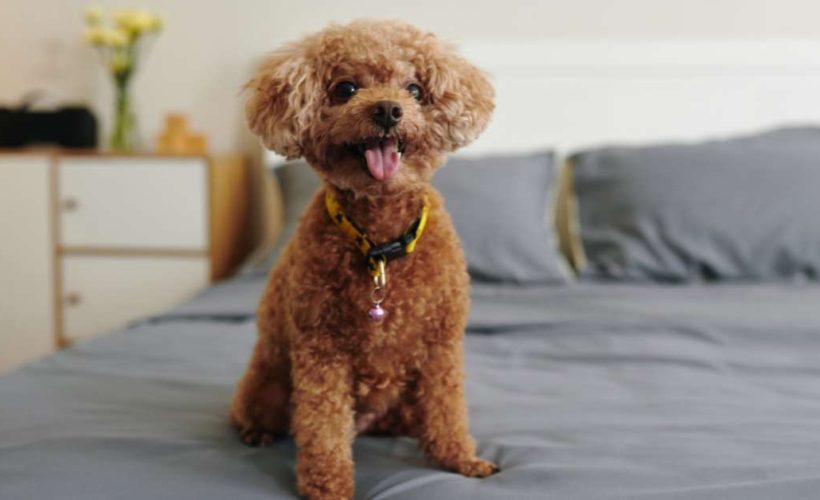 Les 6 meilleurs gadgets pour chien pour vous simplifier la vie