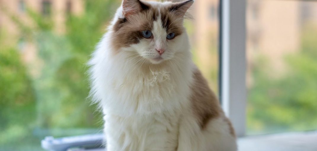 Alimentation du chat d’intérieur