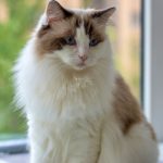 Alimentation du chat d’intérieur