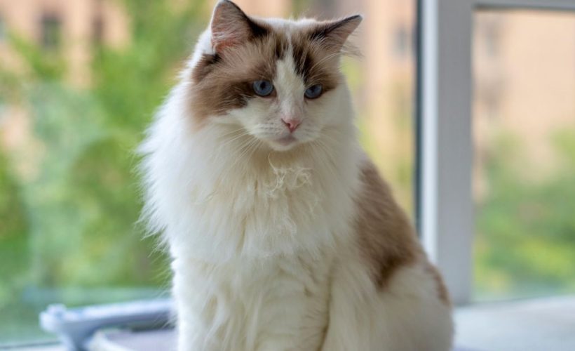 Alimentation du chat d’intérieur