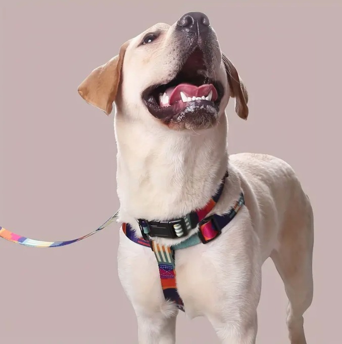 b7e404c2-1691-4cef-b295-9f665b28969f