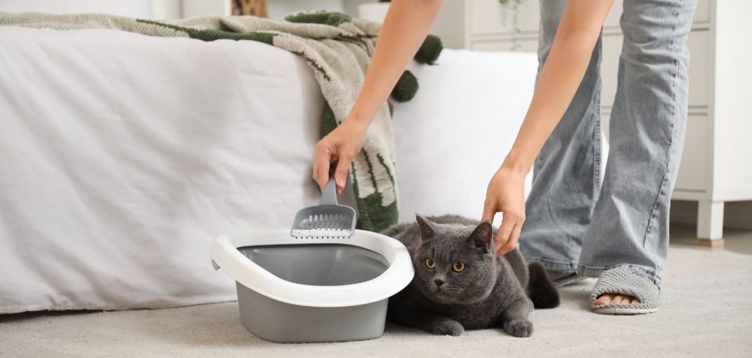 Litière pour Chat Choisir, Comparer & Acheter au Maroc