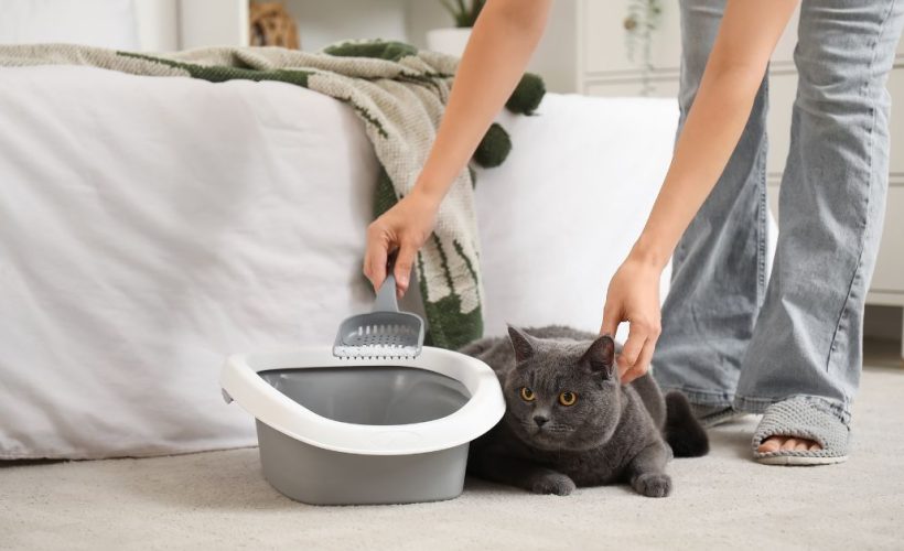 Litière pour Chat Choisir, Comparer & Acheter au Maroc