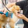 Toilettage du chat et chien au Maroc