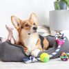 Les meilleurs accessoires pour chiot à la maison
