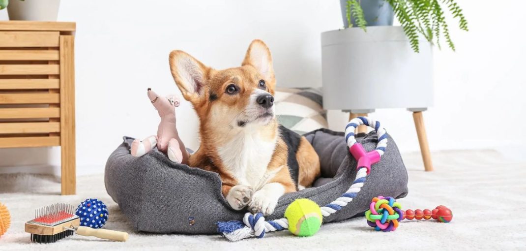 Les meilleurs accessoires pour chiot à la maison