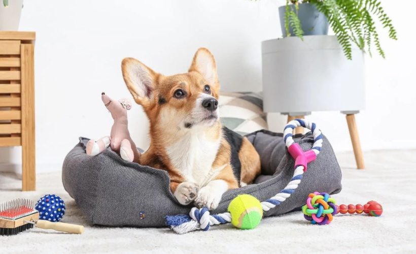 Les meilleurs accessoires pour chiot à la maison