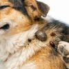 Protéger votre chien des parasites