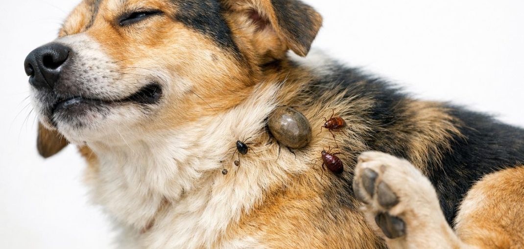 Protéger votre chien des parasites