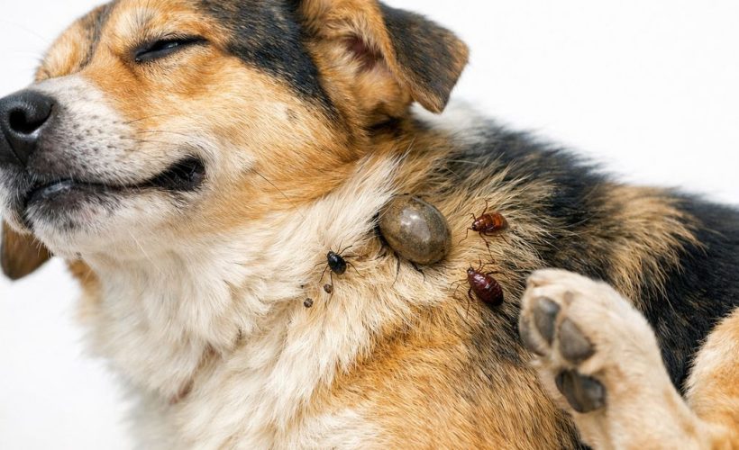 Protéger votre chien des parasites