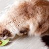 nourriture pour chat stérilisé