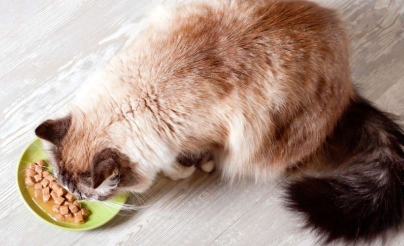 nourriture pour chat stérilisé