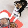 alimentation chien à éviter et aliments dangereux