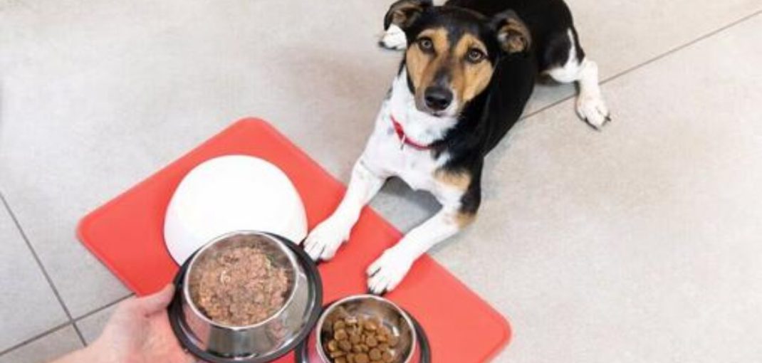 alimentation chien à éviter et aliments dangereux