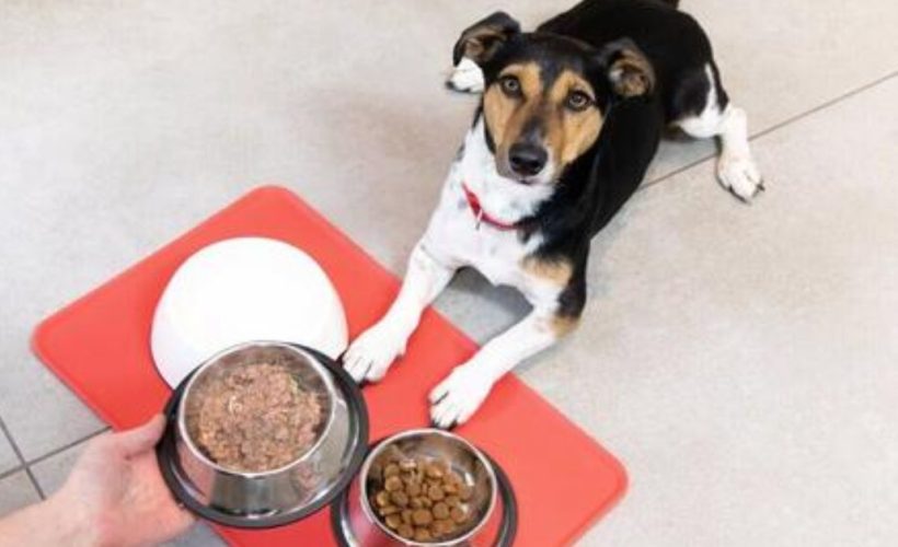 alimentation chien à éviter et aliments dangereux