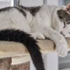 arbre à chat