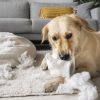 chien détruit tout à la maison