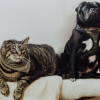 Animal en surpoids