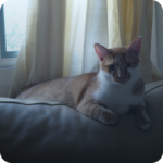 Category - chats produits chats maroc