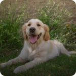 Category - chiens produits chiens maroc