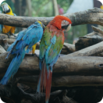 Category - oiseaux produits oiseaux maroc
