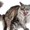 Chat agressif