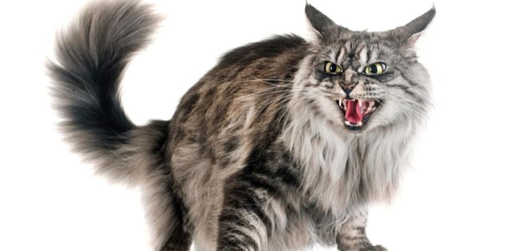 Chat agressif