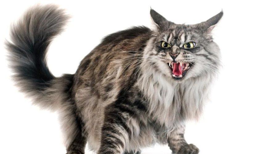 Chat agressif