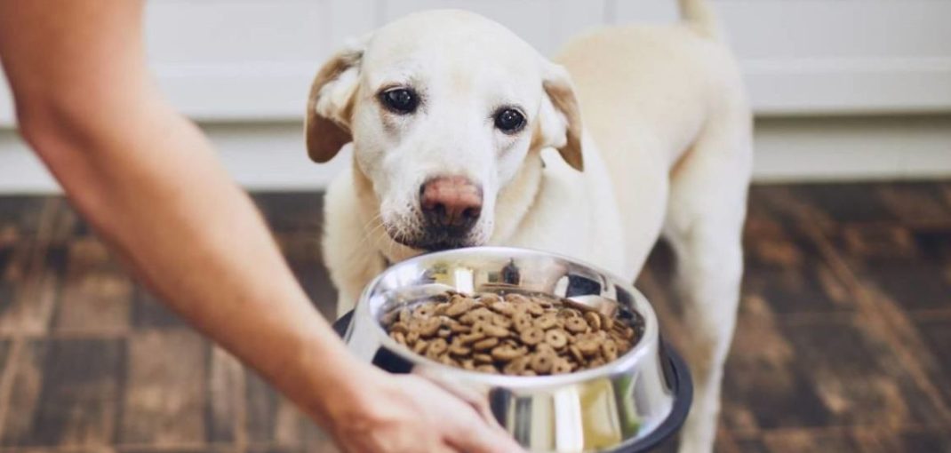 Croquettes de mauvaise qualité