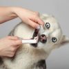 Mauvaise haleine chez les chiens