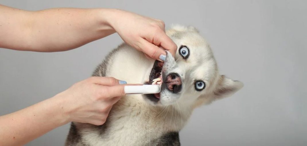 Mauvaise haleine chez les chiens