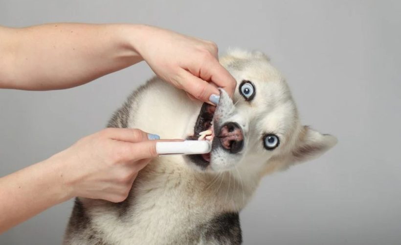 Mauvaise haleine chez les chiens