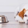 Mon chien ne mange pas