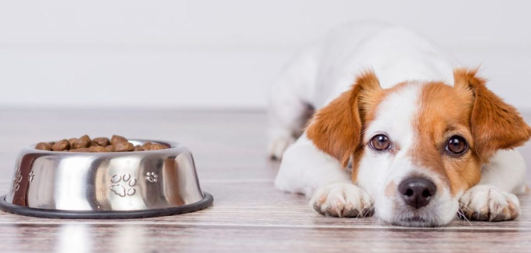 Mon chien ne mange pas