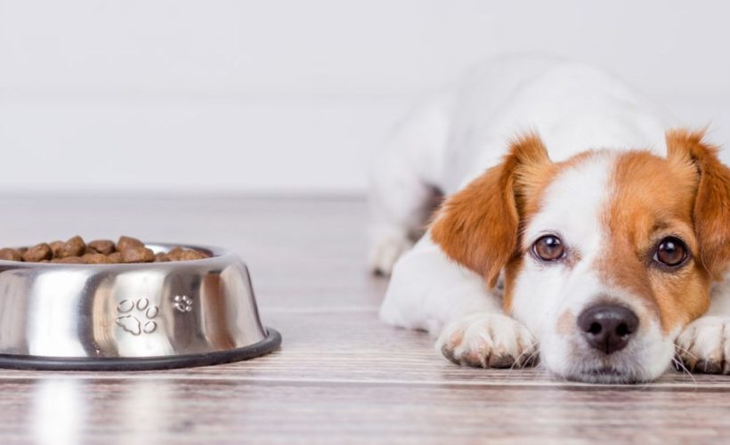 Mon chien ne mange pas