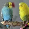 Oiseaux