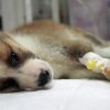 Parvo chien