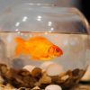 Poissons