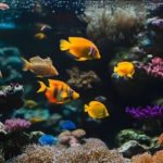 Category - poissons produits poissons maroc