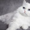 produits indispensables pour chats poilus