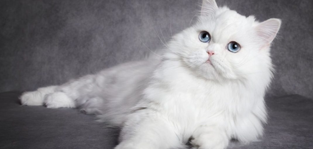 produits indispensables pour chats poilus