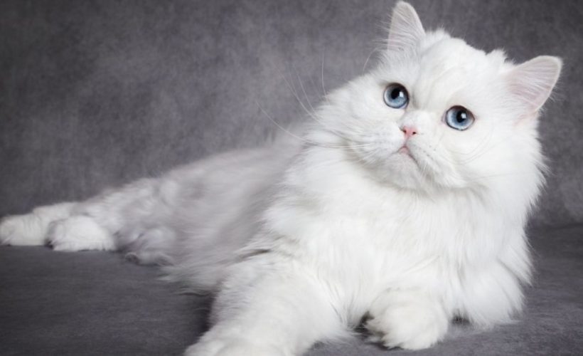 produits indispensables pour chats poilus