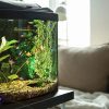 Eau aquarium propre