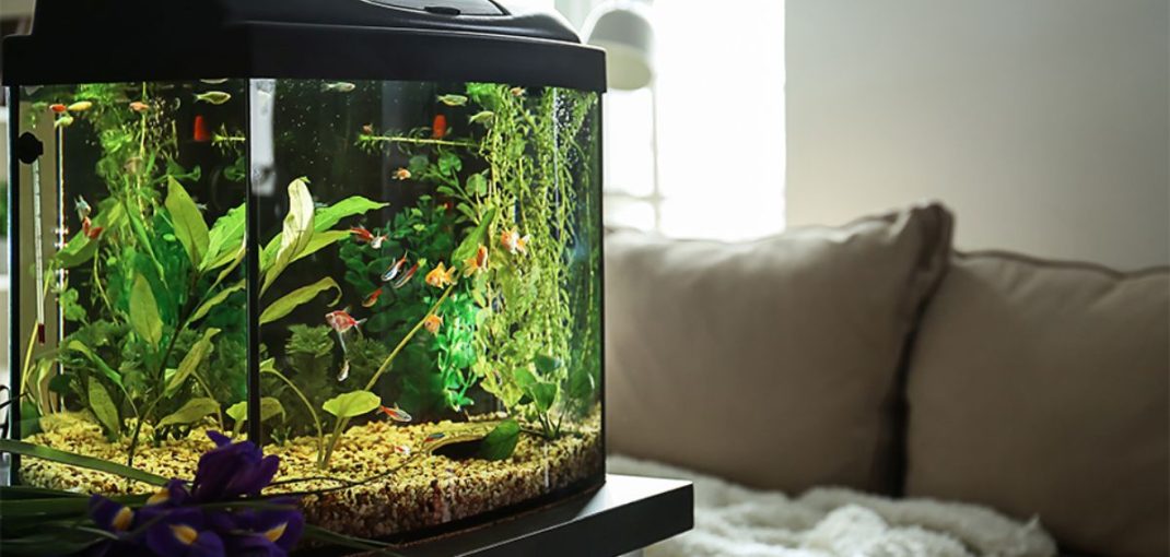 Eau aquarium propre